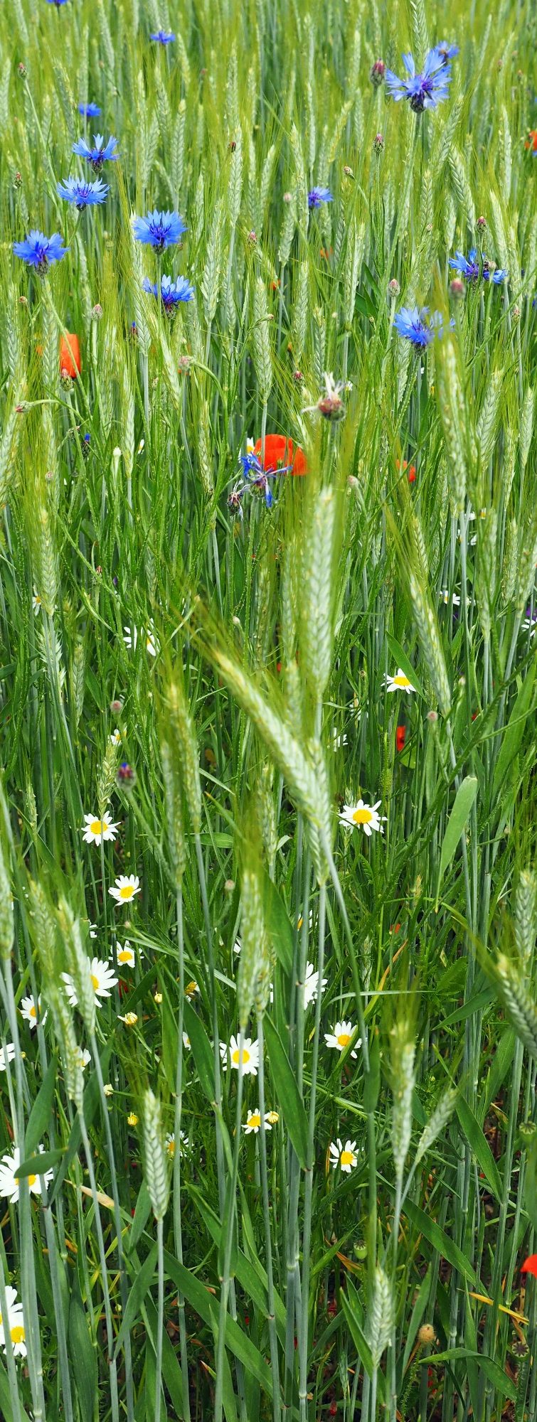 Natürliche Vielfalt